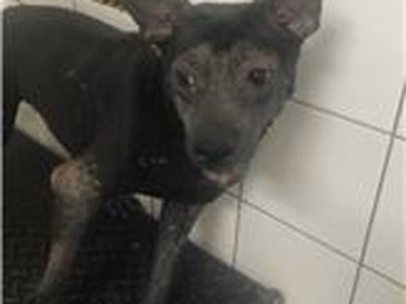 Black adult female mixed-breed dog, Large, shelter no. …2106