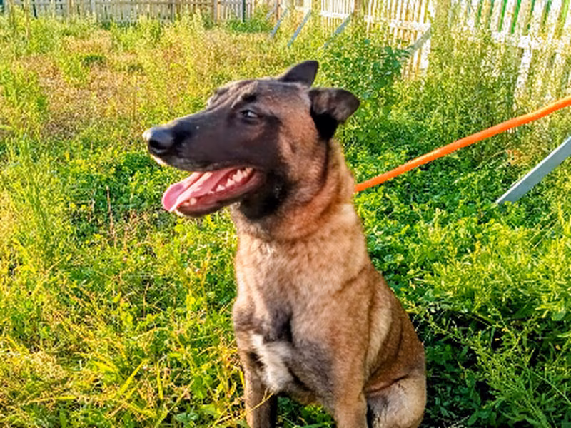 Sancocho, Young · Male · Belgian Shepherd