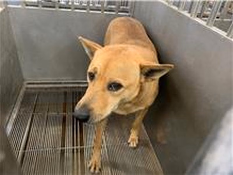 Tan adult female mixed-breed dog, Medium, shelter no. …3001