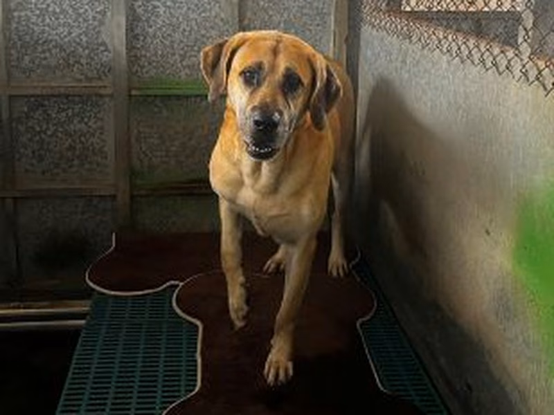 Tan adult male mixed-breed dog, Large, shelter no. …2001