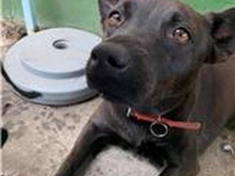 Black adult female mixed-breed dog, Medium, shelter no. …2007