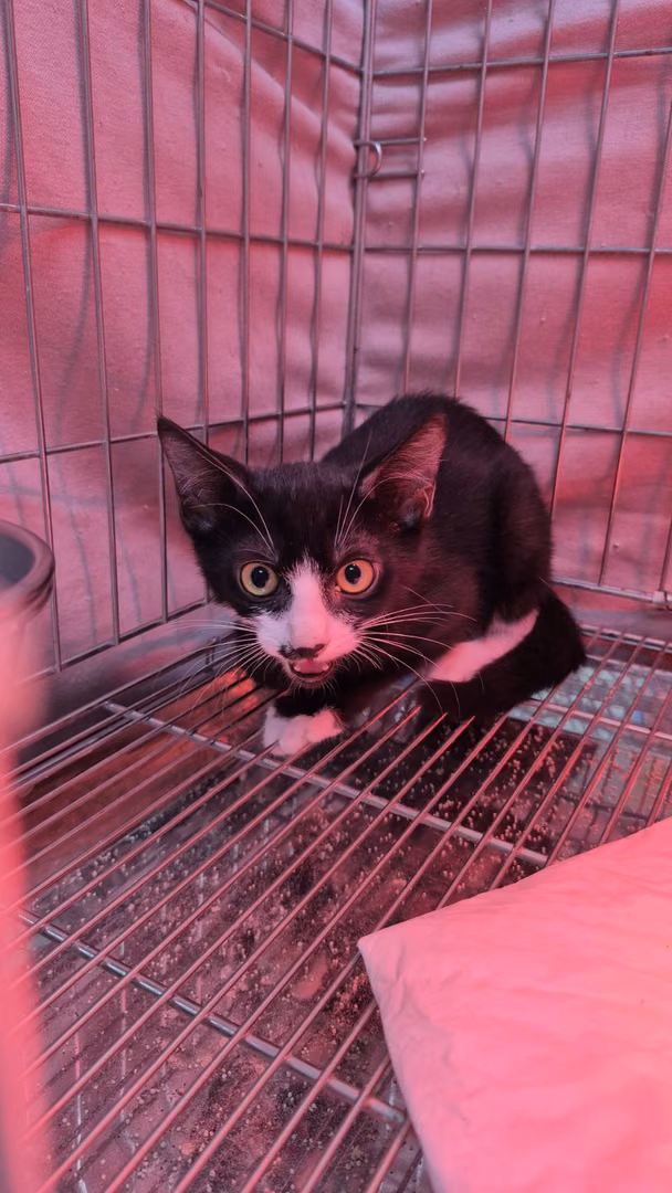 Black-and-white young male mixed-breed cat, Small, shelter no. …4001