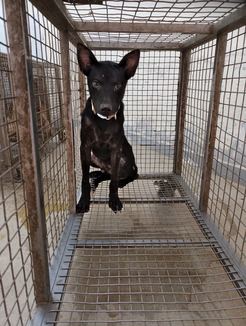 Black adult male mixed-breed dog, Large, shelter no. …5005