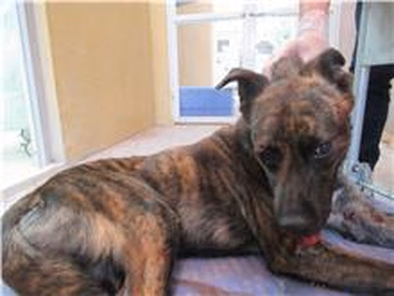 Tabby adult male mixed-breed dog, Medium, shelter no. …6001