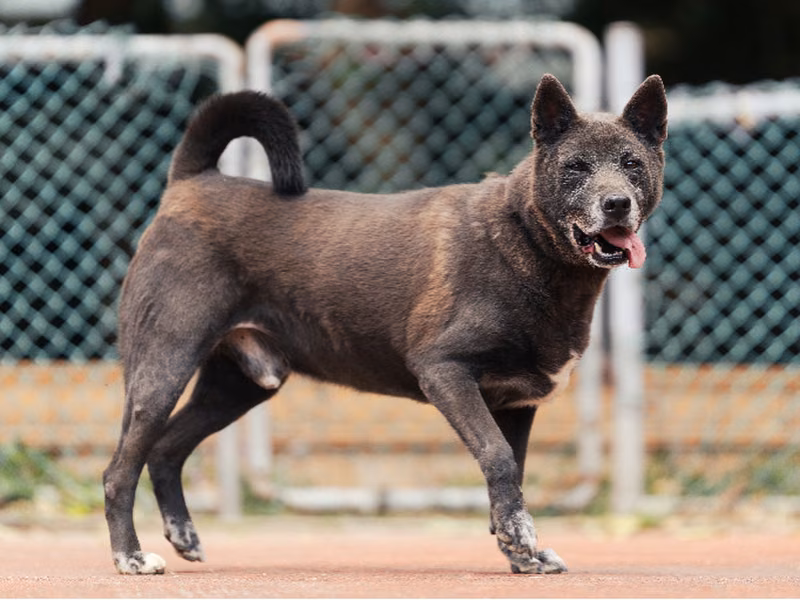 Black adult male mixed-breed dog, Medium, shelter no. …2704