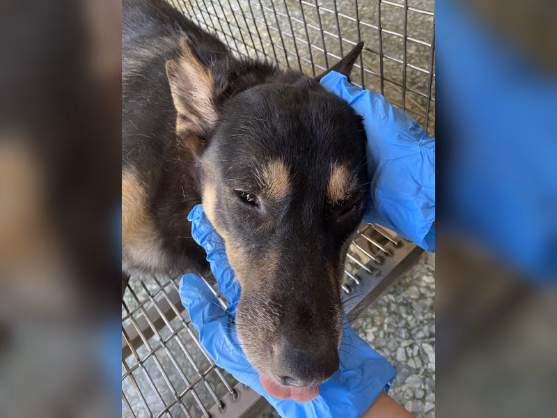 Adult female mixed-breed dog, Large, shelter no. …7-02