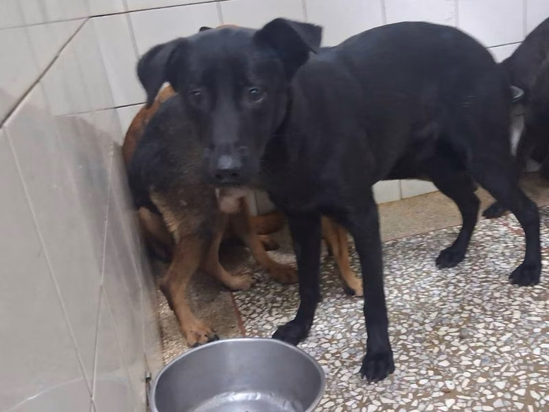 Black adult male mixed-breed dog, Large, shelter no. …4A24