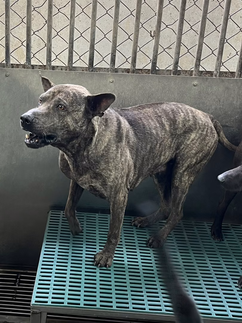Tabby adult male mixed-breed dog, Medium, shelter no. …9019