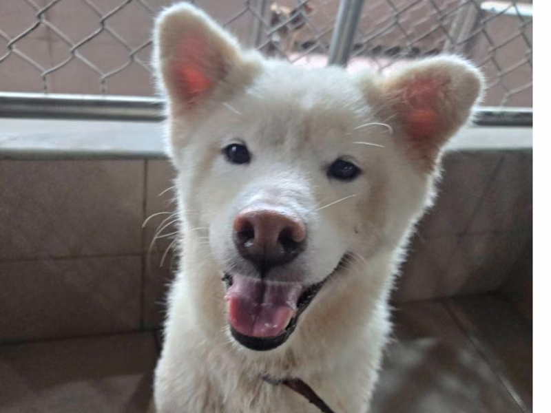 Shiba Inu femelle adulte (blanc), Moyen, refuge n° …9-04