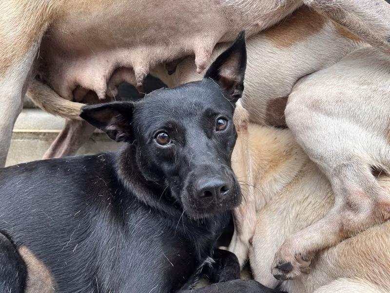 Black adult female mixed-breed dog, Medium, shelter no. …7011