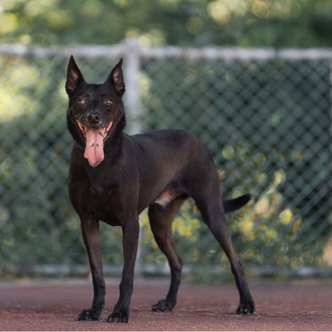 Black adult male mixed-breed dog, Medium, shelter no. …0608