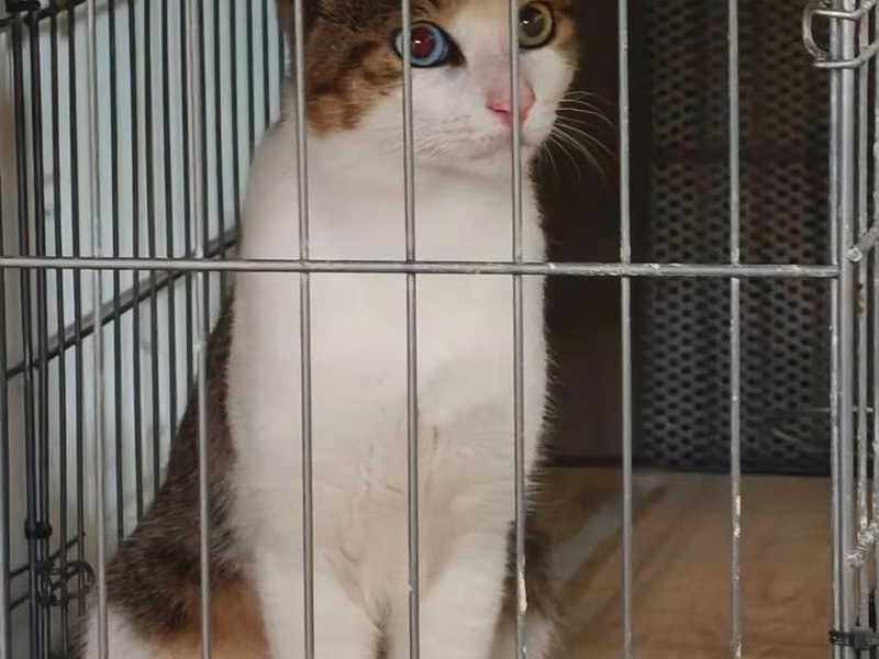 Young male mixed-breed cat, Medium, shelter no. …1001