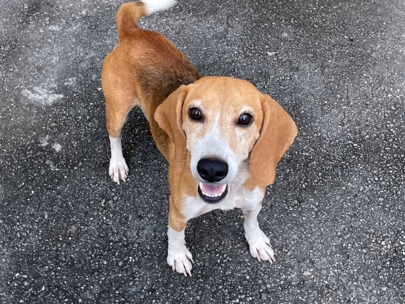 Black-and-tan adult male beagle, Small, shelter no. …4005