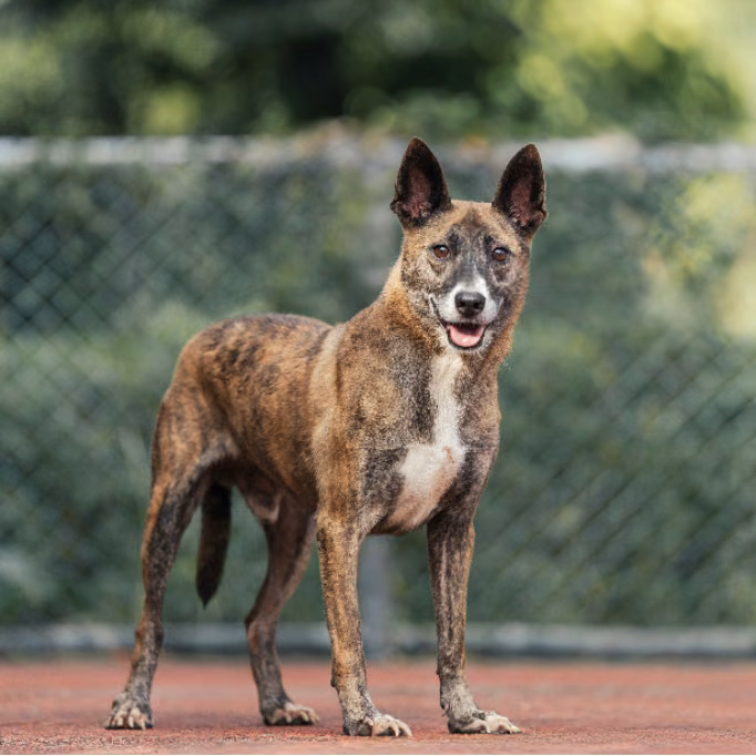 Tabby adult male mixed-breed dog, Medium, shelter no. …1105