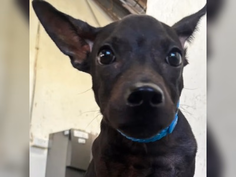 Black young female mixed-breed dog, Medium, shelter no. …1002