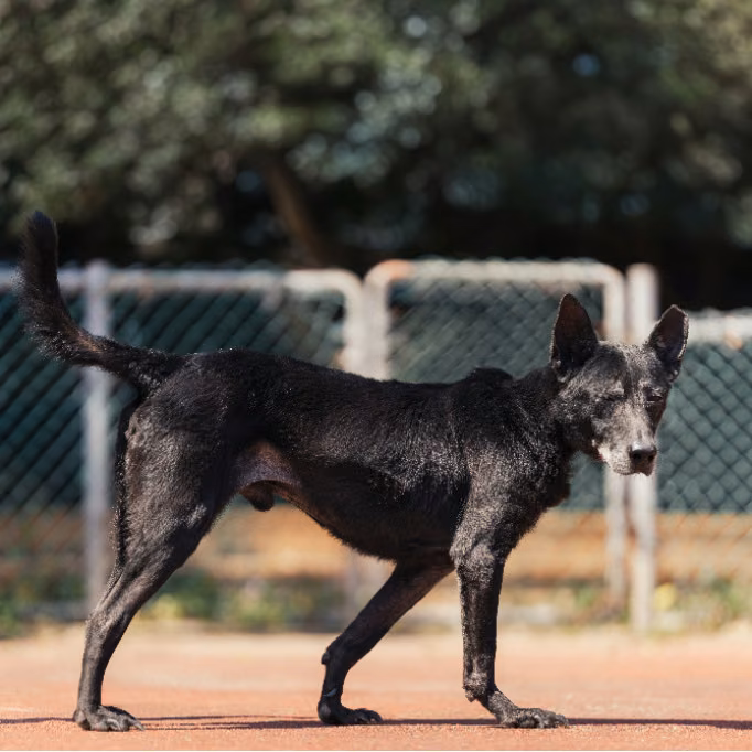Black adult male mixed-breed dog, Medium, shelter no. …0304