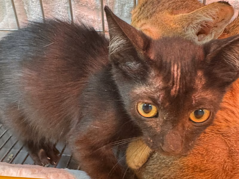 Black young male mixed-breed cat, Small, shelter no. …5015