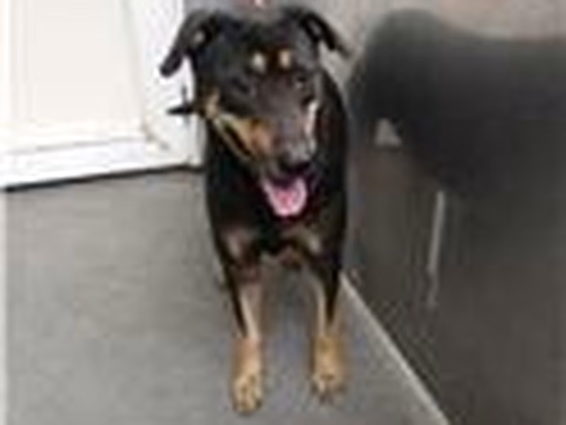 Black adult female mixed-breed dog, Medium, shelter no. …4003