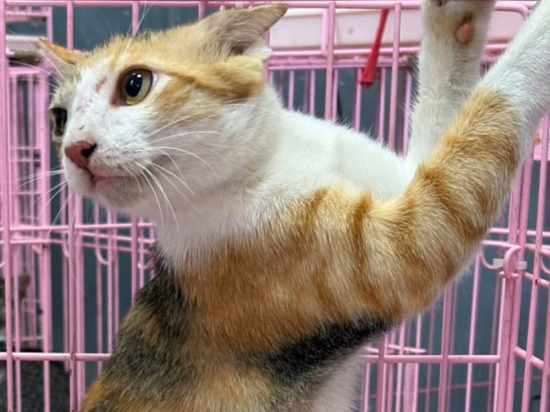 Calico adult female mixed-breed cat, Medium, shelter no. …6006