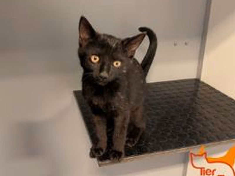 Black young male European Shorthair, shelter no. …4105