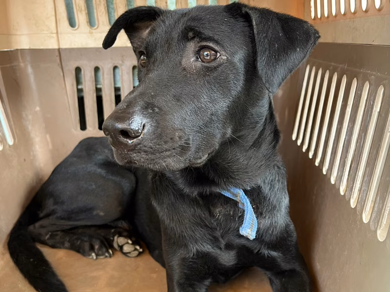 Black adult male mixed-breed dog, Medium, shelter no. …8003