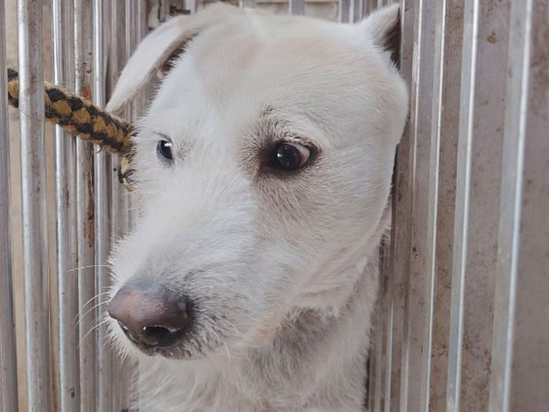 White adult male mixed-breed dog, Medium, shelter no. …1-05