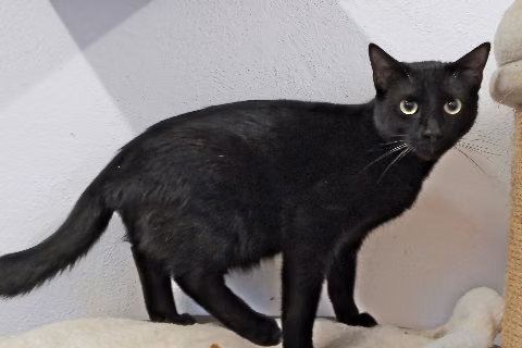 Jurgi, Adult · Male · Small · European Shorthair