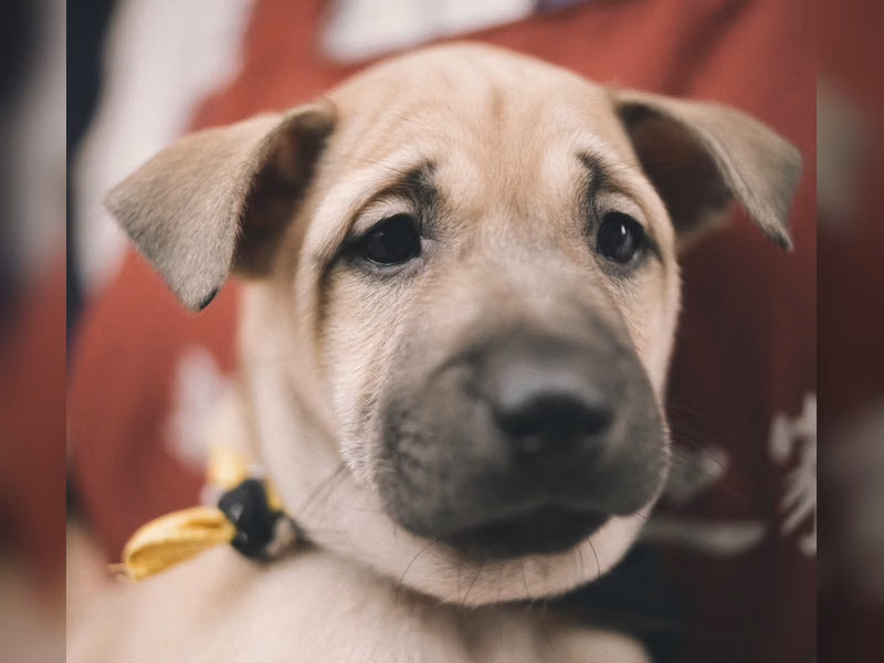 Young female mixed-breed dog, Small, shelter no. …2003