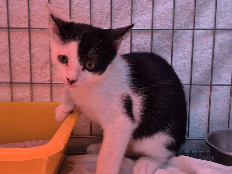 Black-and-white young male mixed-breed cat, Small, shelter no. …6003