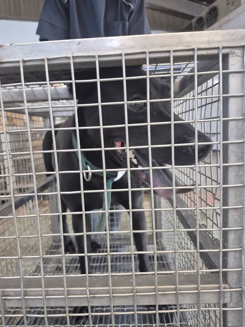 Black adult male mixed-breed dog, Medium, shelter no. …0-01