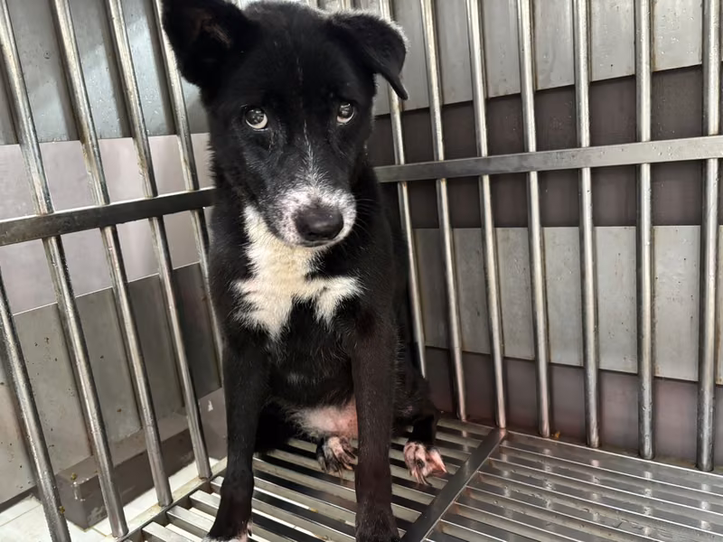 Black adult female mixed-breed dog, Medium, shelter no. …6004