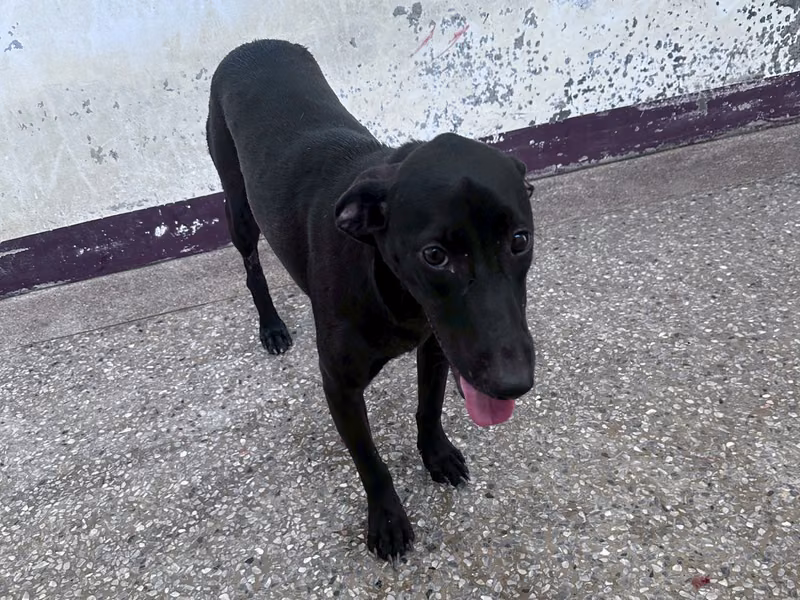 Black adult female mixed-breed dog, Large, shelter no. …8023