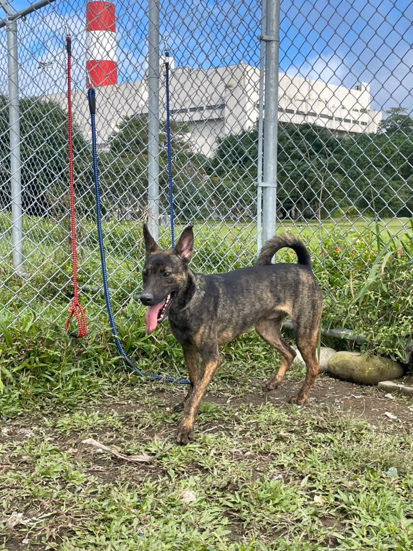 Perro mestizo macho joven (negro y marrón), Pequeño, refugio n.º …0203