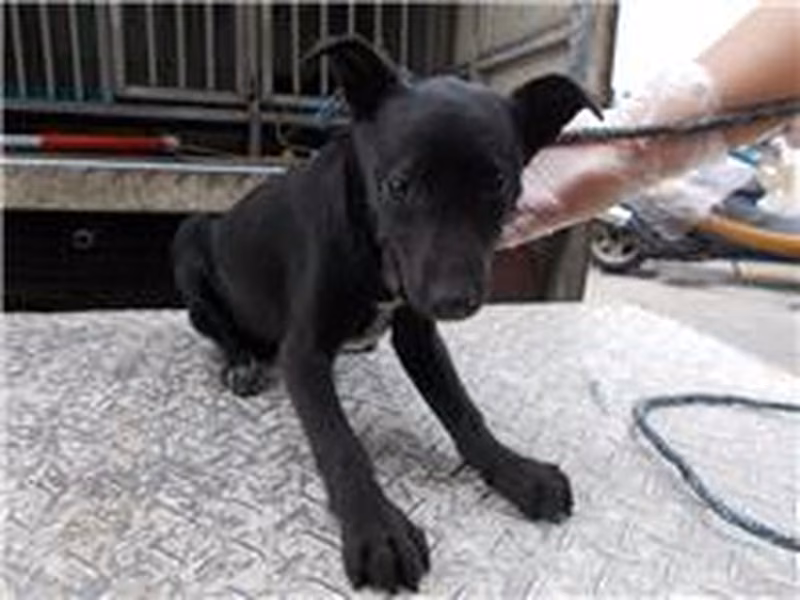 Black adult female mixed-breed dog, Medium, shelter no. …5653
