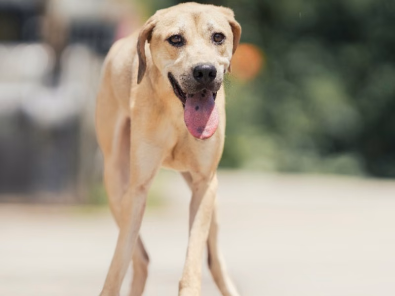 Tan adult male mixed-breed dog, Large, shelter no. …6002