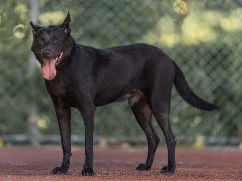 Black adult male Formosan Mountain Dog, Medium, shelter no. …2602