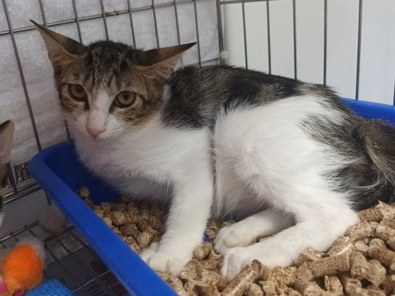Tabby-and-white young female mixed-breed cat, Small, shelter no. …0205