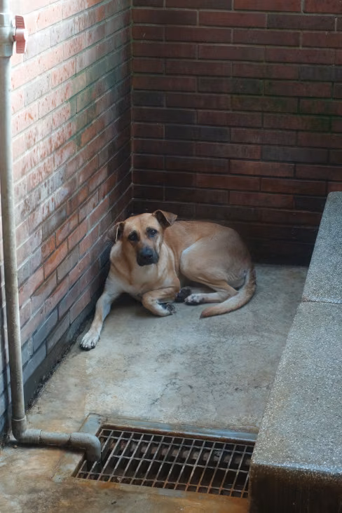 Tan adult female mixed-breed dog, Large, shelter no. …0277