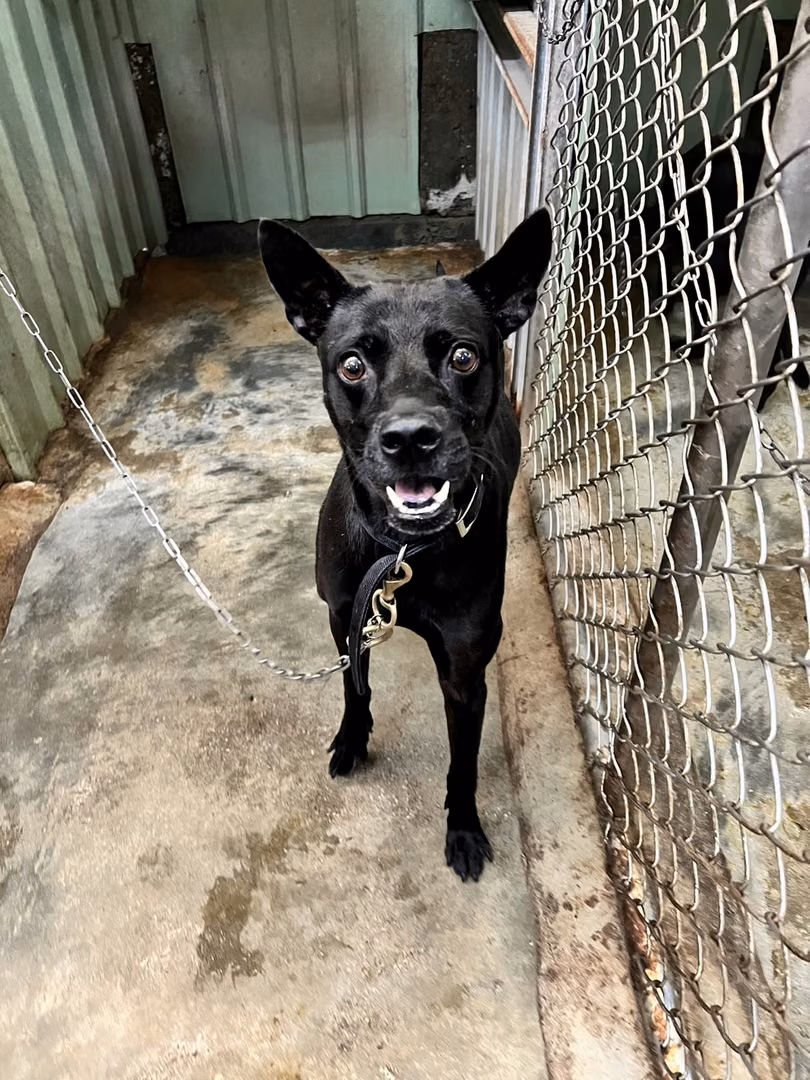 Black adult male mixed-breed dog, Medium, shelter no. …3001