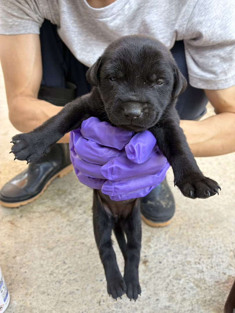 Black young female mixed-breed dog, Small, shelter no. …6014
