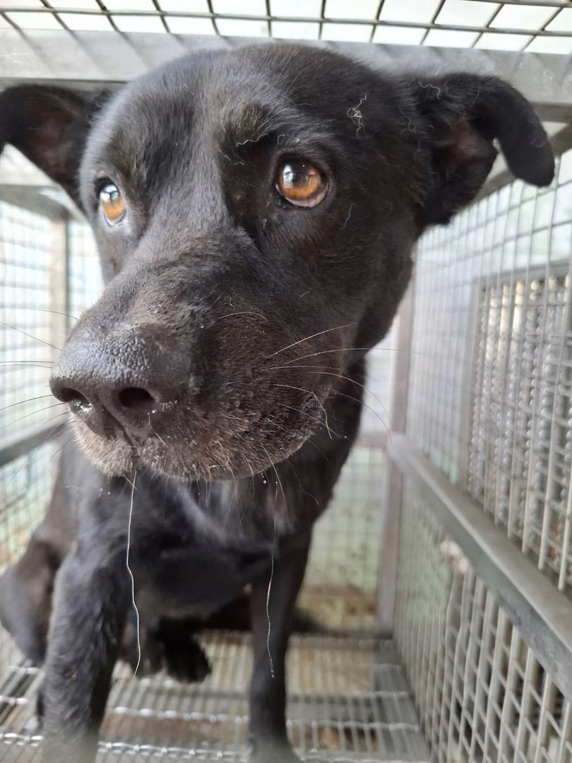 Black adult male mixed-breed dog, Large, shelter no. …8-03