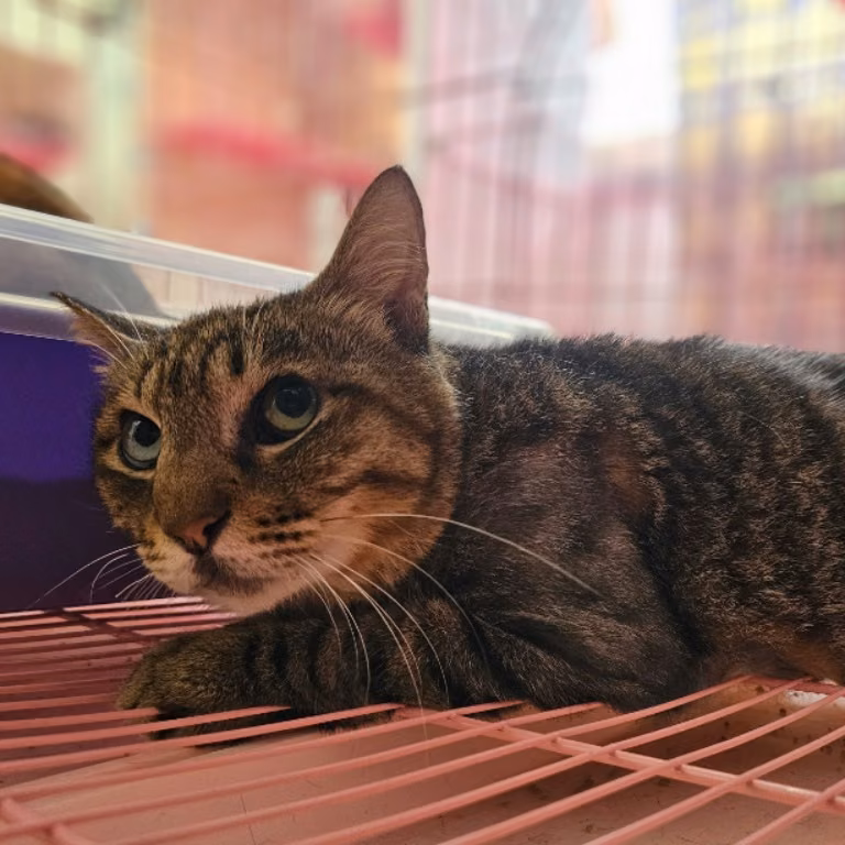 Tabby adult female mixed-breed cat, Medium, shelter no. …0802