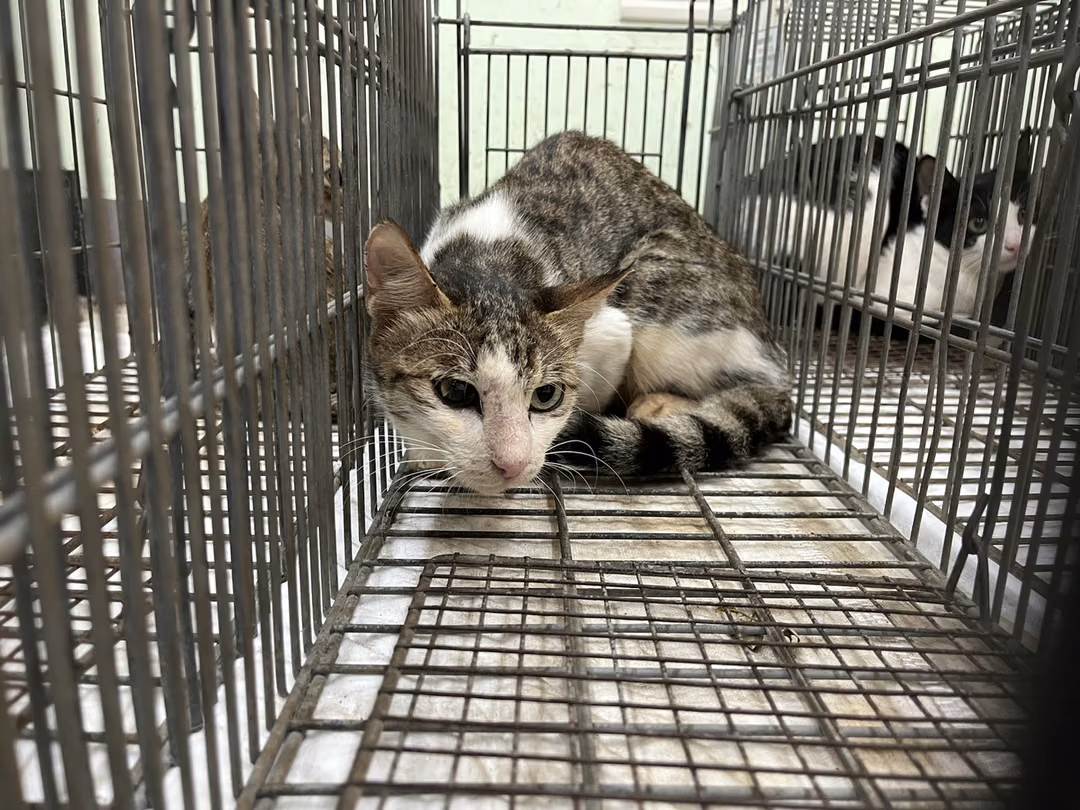 Adult female mixed-breed cat, Small, shelter no. …2C06