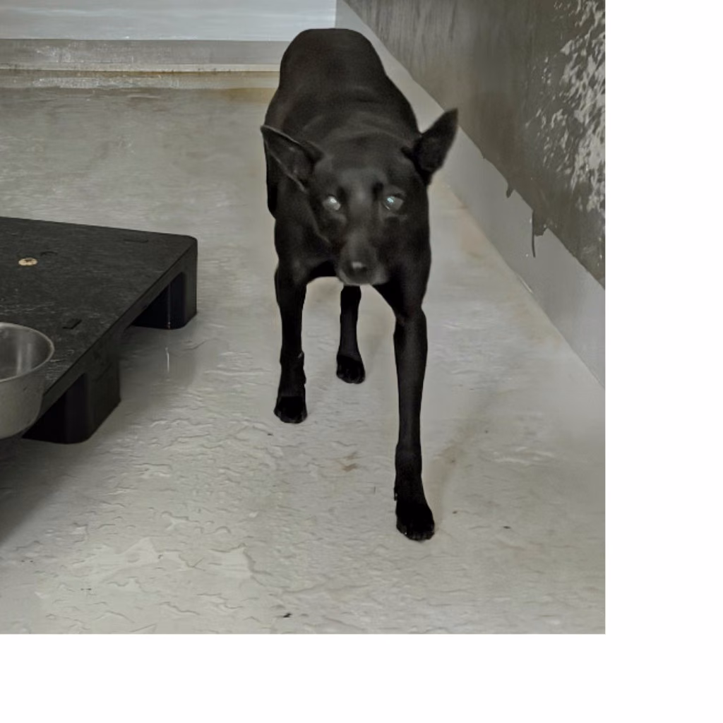 Black adult male mixed-breed dog, Medium, shelter no. …2001