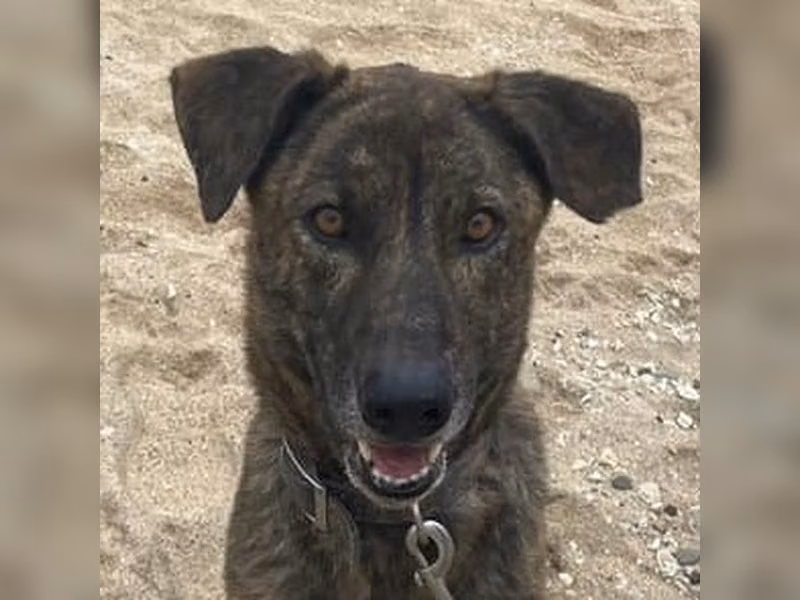 ミックス犬（オス・成犬・トラ）、大型, 施設番号 …2016
