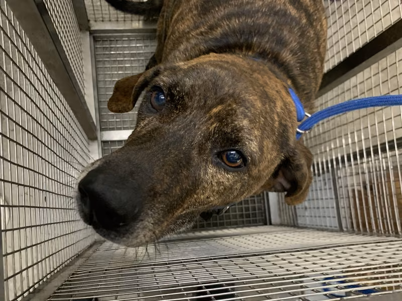 Brown-and-black adult male mixed-breed dog, Large, shelter no. …0810