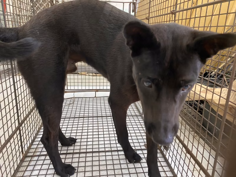 Black adult male mixed-breed dog, Medium, shelter no. …9D01
