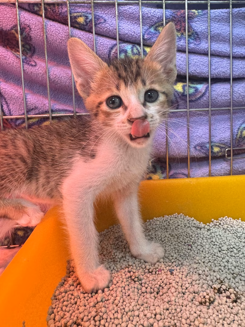 Tabby-and-white young male mixed-breed cat, Small, shelter no. …7001