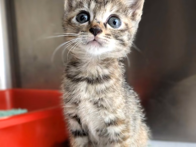 Tabby young female mixed-breed cat, Small, shelter no. …2004
