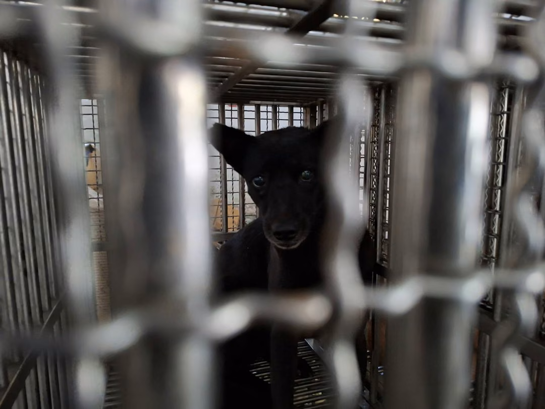 Black adult female mixed-breed dog, Large, shelter no. …7-02
